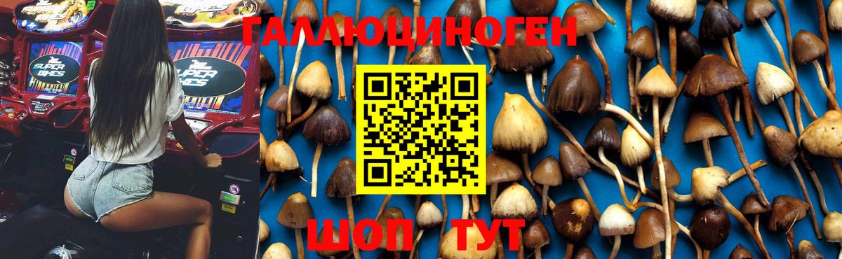 Мытищи  Галлюциногенные грибы Cubensis  Вход с VPN 